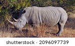 Small photo of rhinoceros built like a tank, rhino in the wild, full body side view rhino