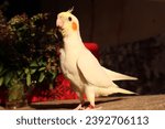 Small photo of Yellow Specter Curlew Cockatiel Fun