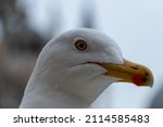 Closeup Of A Seagull With A...