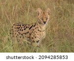 Small photo of Serval Cat. Very Elusive and shy little cats. Rather rare sighting, difficult to get close ups