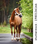 Small photo of stunning dressage chestnut budyonny gelding horse in fluffy halter standing on asphalt road on trees background