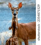 Small photo of A fawn stretches up to nuzzle an alert doe in this captured moment of family bonding in a small herd of Texas whitetail deer.