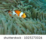Anemone fish, the cute animal you can find while you dive or snorkel. It is also one one the famous character for the movie called Finding Nemo