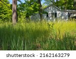 An extremely Overgrown grass lawn in front of a home or cottage in need of trimming and cutting