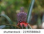 Small photo of Pineapple with leaves, pineapple on a tree, pineapple farm, fruits field, vitamin pineapple, yellow fruit, ananas on a tree