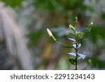 White Shoeblackplant Buds...