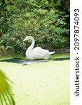 Swan In The Garden Garden...