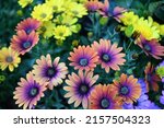 Small photo of Osteospermum ecklonis. Super-cluster of rows of African daisies of all hues and colors . These amazing summer blooms make for spectacular viewing, amongst the worlds greatest daisies collections.