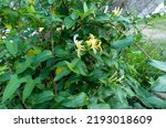 Japanese Honeysuckle Lonicera japonica, Caprifoliaceae. Variegated evergreen foliage and flowers of the climber, Lonicera japonica 'Mint Crisp'
