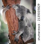 Photo Of Koala On The Tree