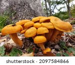 Toxic Jack O Lantern Mushrooms 
