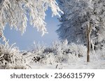 Small photo of Winter scenery with tress covered in white frost