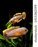 Small photo of Peacock goby - gudgeon (Tateurndina ocellicauda) pair posing male and female