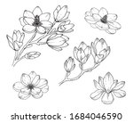 magnolia flower drawings. black ... | Shutterstock .eps vector #1684046590