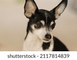 Small photo of jilly pet dog canine 5 years