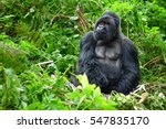 A silverback mountain gorilla...