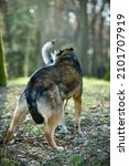 Small photo of Brown shepherd laika mixed dog breed scared of a domesticated wolf dog in a park in the Netherlands