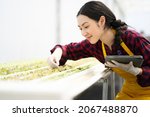 Small photo of Smart farm,sensor technology,smart agriculture concept.Smart young asian farmer girl using tablet to check quality and quantity of organic hydroponic vegetable garden at greenhouse in morning.