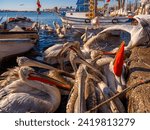 Small photo of Dalmatian pelican, Pelecanus crispus, landing in the Aegean Sea in Turkey. Pelican's open wings. Wildlife scene from European nature. A community of pelicans fed by humans in the bay