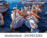 Small photo of Dalmatian pelican, Pelecanus crispus, landing in the Aegean Sea in Turkey. Pelican's open wings. Wildlife scene from European nature. A community of pelicans fed by humans in the bay