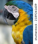 Small photo of Profile of a lurid macaw