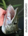 Small photo of Northern pike, teeths in focus. Nice fish caught with live bait roach. Angling in spring of Sweden, Scandinavia.