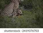 Small photo of The cheetah is the fastest animal in the world and a ruthless predator