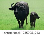 Beautiful mom and newborn water buffalo calf