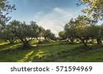 Mediterranean Olive Field With...