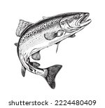  Trout Fish In Hand Drawn...