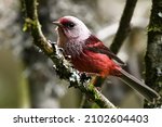 Small photo of Pink headed warbler standing on a branch in Astillero Municipal de San Marcos, San Marcos, Guatemala.