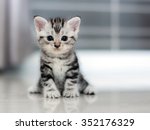 Cute american shorthair cat...