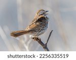 Song Sparrow singing while perched on a branch