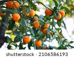 Citrus Tree In Orchard ...