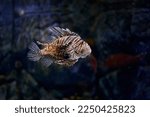 Lionfish  pterois antennata ...