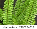 Small photo of Nephrolepis cordifolia, is a fern native to northern Australia and Asia. It has many common names including fishbone fern, tuberous sword fern, and tuber ladder fern. Selective focus Macro photography