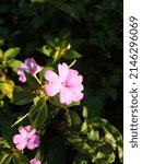 Small photo of balsamine or new guineaimpatiens pink flower