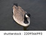 A candian goose swims in the...