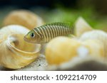 LAMPROLOGUS SIMILIS - freshwater fish