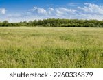 Grass field, set aside, a fallow field, uncultivated, with its typical green color, at spring, with some trees blooming and blossoming in Voivodina, the most agricultural part of Serbia.