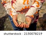 boy with dinosaur t-shirt holding a fossil of a shell. child playing paleontologist