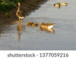 Small photo of Pair geese parents with chicks swimming in water going ashore