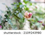 Small photo of Mutant Rose - Mutant white red rose - Maurice Utrillo rose
