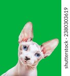Small photo of sphynx cat tilting head side Funny.green screen background . Curiosity concept. Isolated on background.Blue mink and white color Sphynx cat four months old with blue eyes sitting at wool plaid brown a