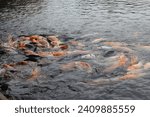 Small photo of A frenzy of freshwater fish swarms the feeding area in the Engking restaurant pond in Lubuklinggau city