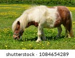 Shetland Pony  U.k. Domestic...