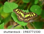 Malachite Butterfly  Macro...