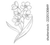 Oleander Outline Vector...