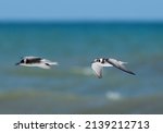 A Pair Of Black Terns Flying...