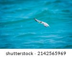 A Least Tern Flying Over The...